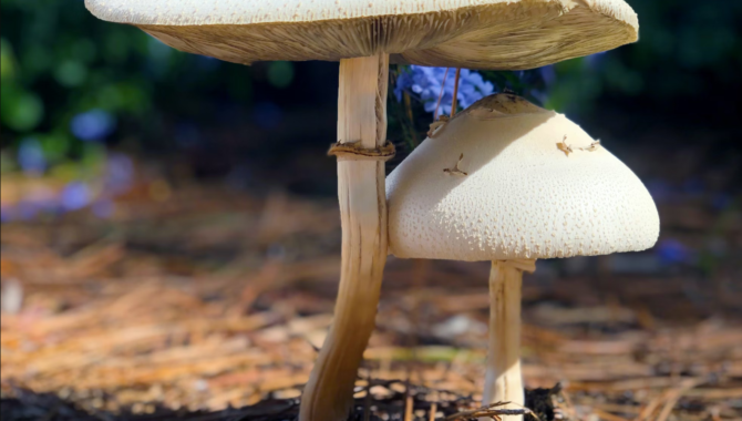 Waarom paddenstoelen supplementen een fantastische aanvulling op je dieet zijn!